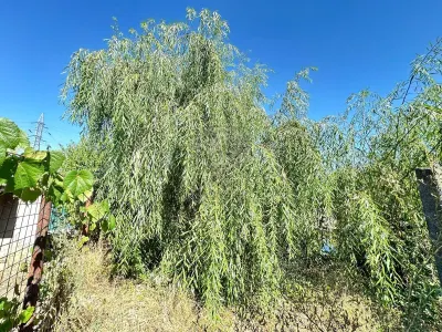 Casa si teren 3567 mp cu piscina, livada si helesteu – Corlatesti - foto 18