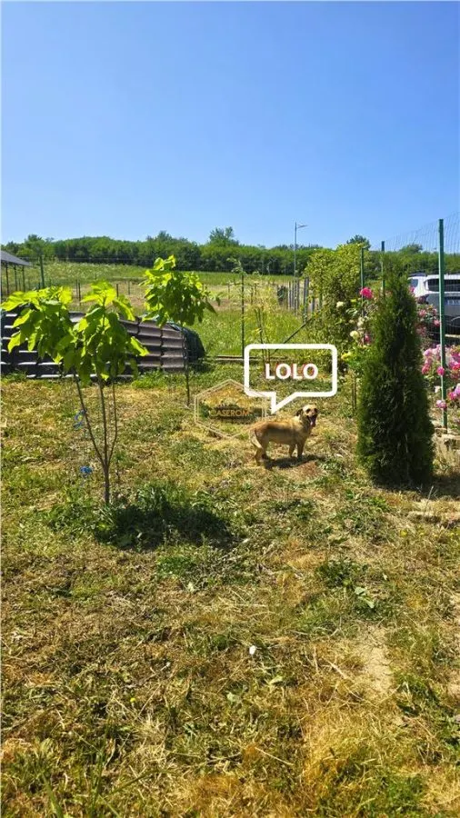 VIDEO | Loc pentru casa, cabana sau cazare turistica in Ardud | Vedere de vis spre Satu Mare si padure - foto 18