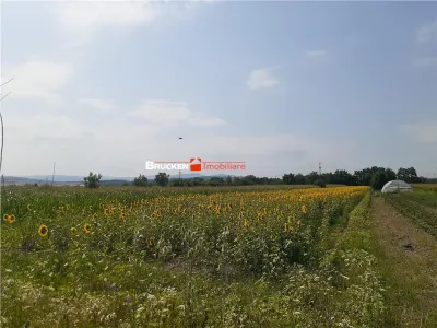 TEREN INTRAVILAN | CHIRIBIS - foto 5