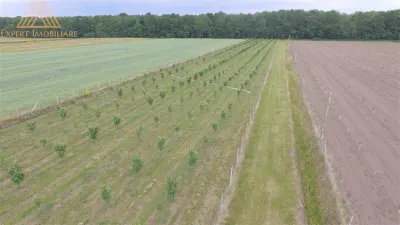 Teren extravilan comasat 9 hectare cu plantatie  3 Euro pe m2 Suceava - foto 4