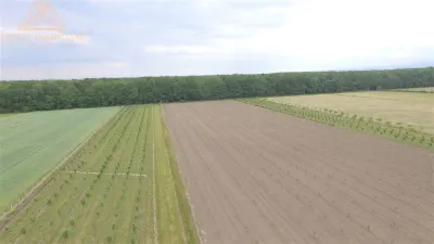 Teren extravilan comasat 9 hectare cu plantatie  3 Euro pe m2 Suceava - foto 7