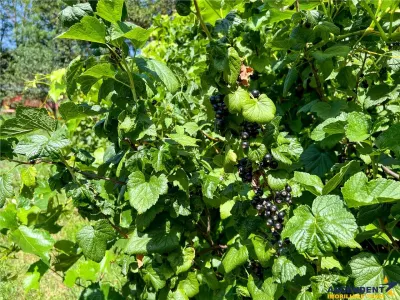 FILM! Locuinta contemporana si rafinata, inteligent organizata, Ilieni, Covasna - foto 23