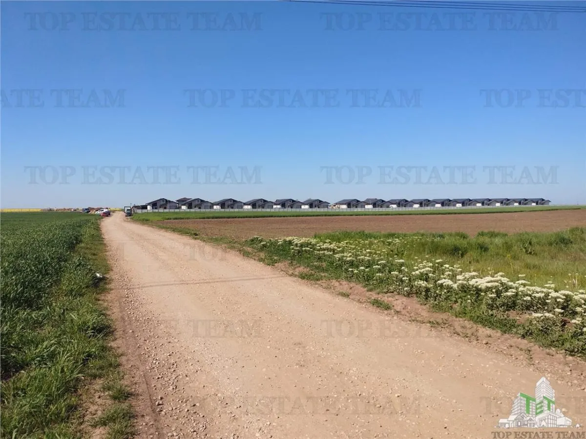 Teren intravilan - vanzare - Calarasi - Frumusani - foto 3