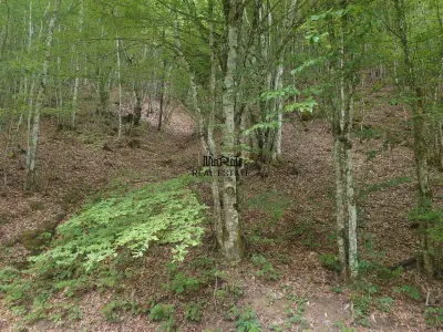 Teren in Bulzestii de Sus 3748mp - Bulzestii de Sus