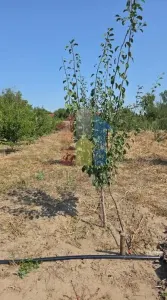 Teren intravilan de constructii, Sat Pietroiu, St - 3850 mp - Pietroiu