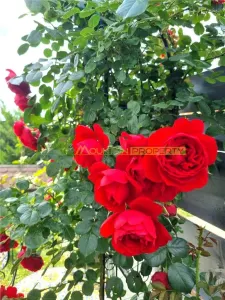 Buftea, casa 4 camere - foto 15
