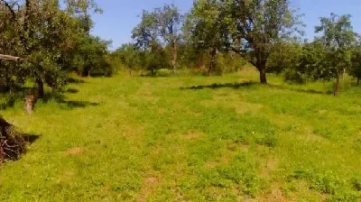Terenuri  de vanzare Viile Satu Mare - foto 1