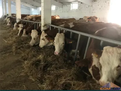 FERMA DE BOVINE  330000 - foto 8