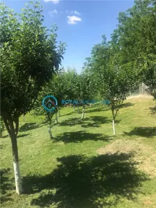 Royal Imobiliare- Vanzare Casa de Vacanta Teisani - foto 8