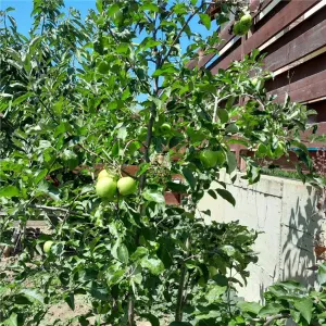 Persoana Fizica -CASA CU 5 CAMERE BUCIUM  Trei Sarmale-645mp teren. - foto 16