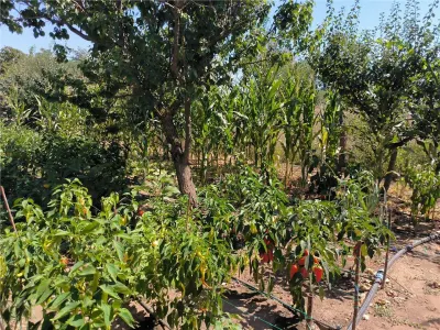 Casa de vanzare in sat Novaci ,teren de 865 mp, acces asfaltat,Ocazie! - foto 12