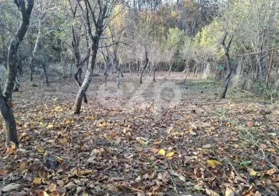 Proprietate deosebită în Băbana, Argeș - foto 2