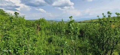 Teren 5000mp cu livada in Sura Mare - panorama deosebita - foto 12