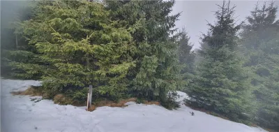 Teren 5.000 mp in Păltiniș Zona Vălari (Priveliște Panoramică & Intimitate) - foto 4